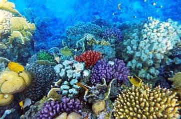 珊瑚有什么功效与作用 珊瑚的功效与作用(图1)