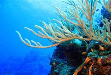 珊瑚有什么功效与作用 珊瑚的功效与作用(图2)