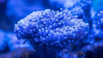 珊瑚有什么功效与作用 珊瑚的功效与作用(图3)