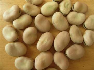 蚕豆的用量是多少克 蚕豆的用法用量